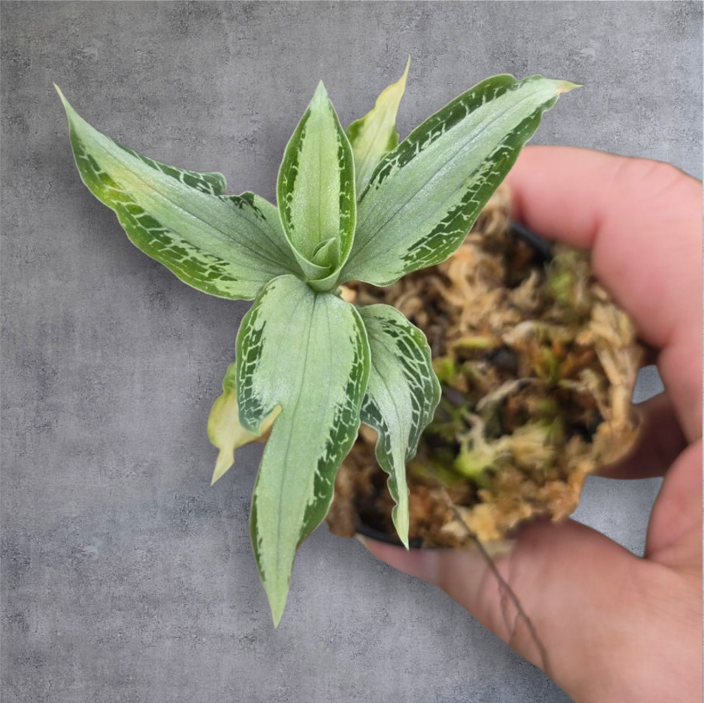 SMALL PLANTS - Aspidogyne Argentea - 2"