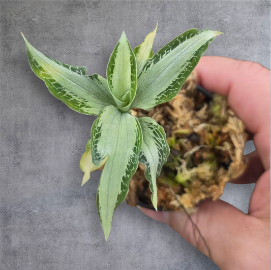 SMALL PLANTS - Aspidogyne Argentea - 2"