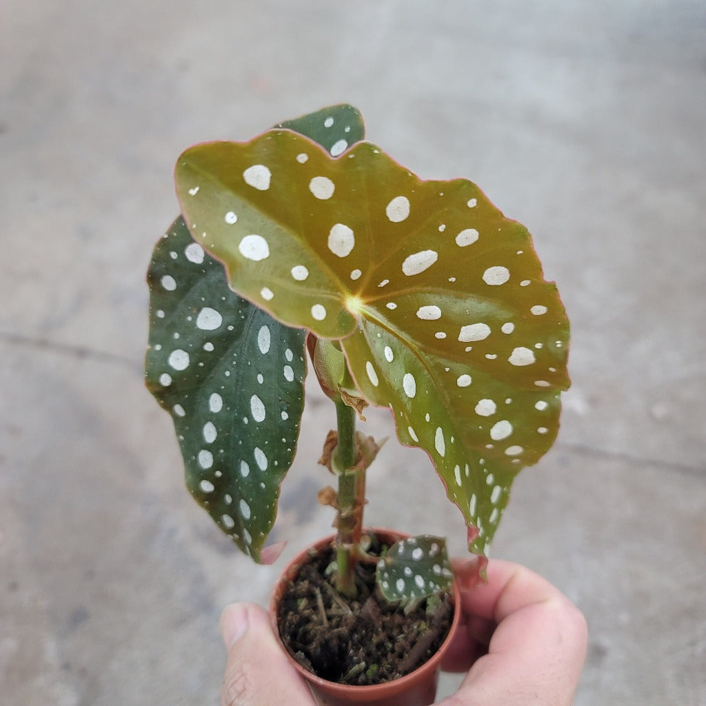 SMALL PLANTS - Begonia Maculata - 2"