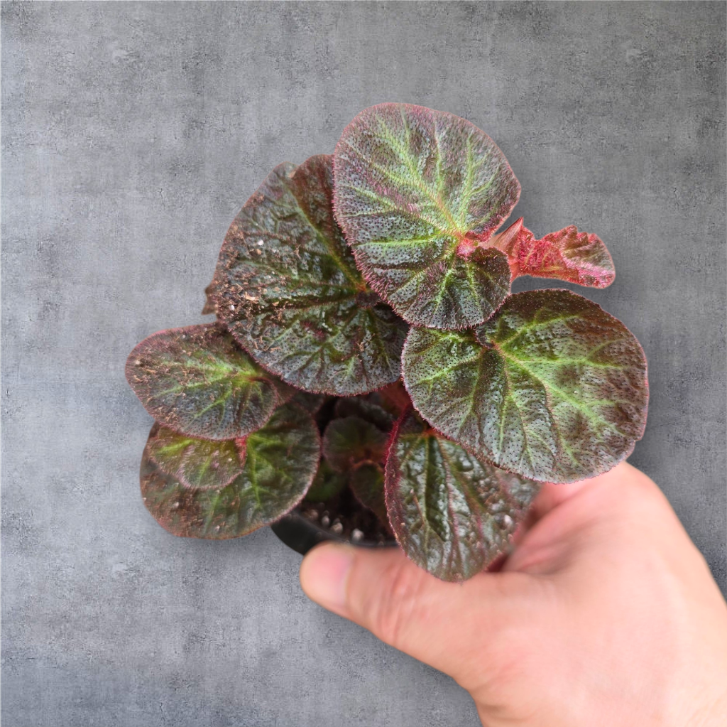 SMALL PLANTS - Begonia 'Manaus' - 2"