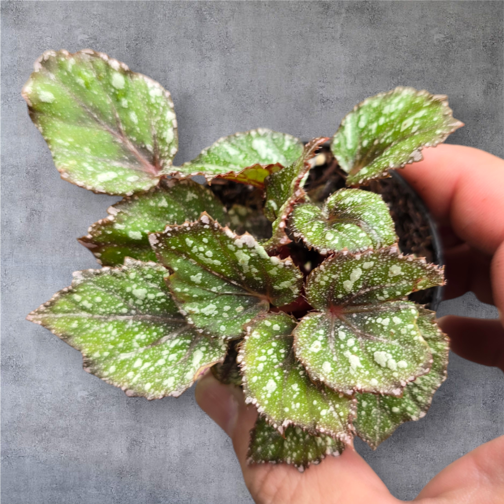 SMALL PLANTS - Begonia Rex - Asst (2")