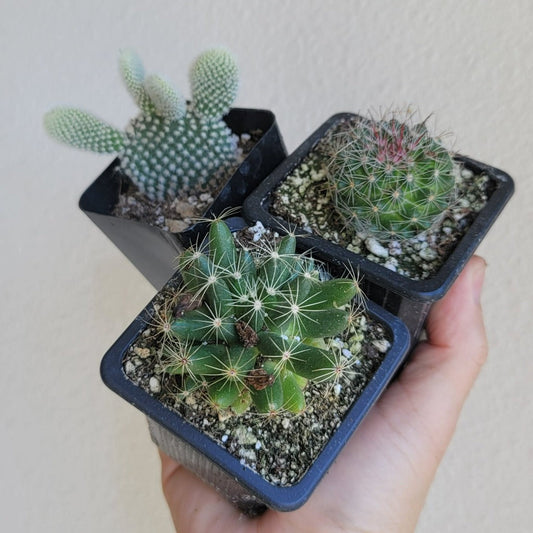 SMALL PLANTS - CACTUS ASSORTED - 2.5"