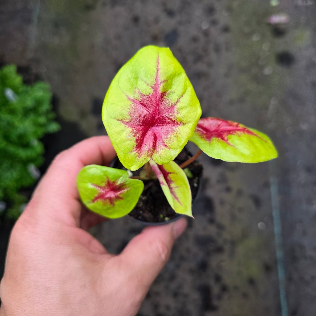 SMALL PLANTS - Caladium Assorted - 2"