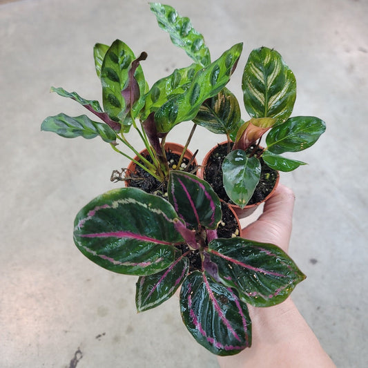 SMALL PLANTS - Calathea Assorted - 2"