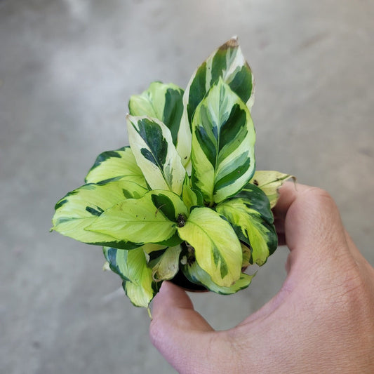 SMALL PLANTS - Calathea Lietzei ‘Fusion Yellow’ - 2"