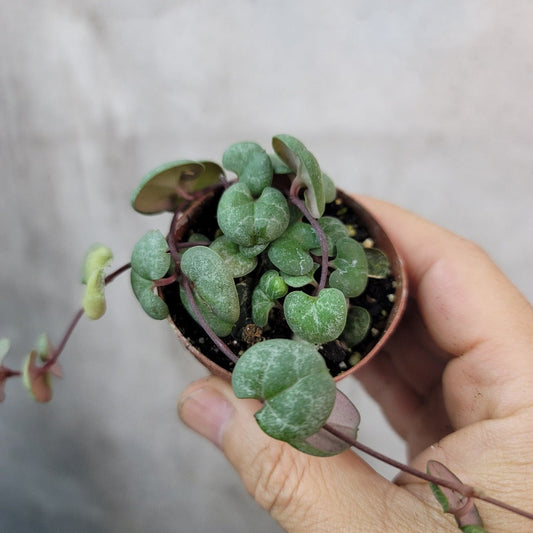 SMALL PLANTS - CEROPEGIA WOODII (STRING OF HEARTS) - 2"