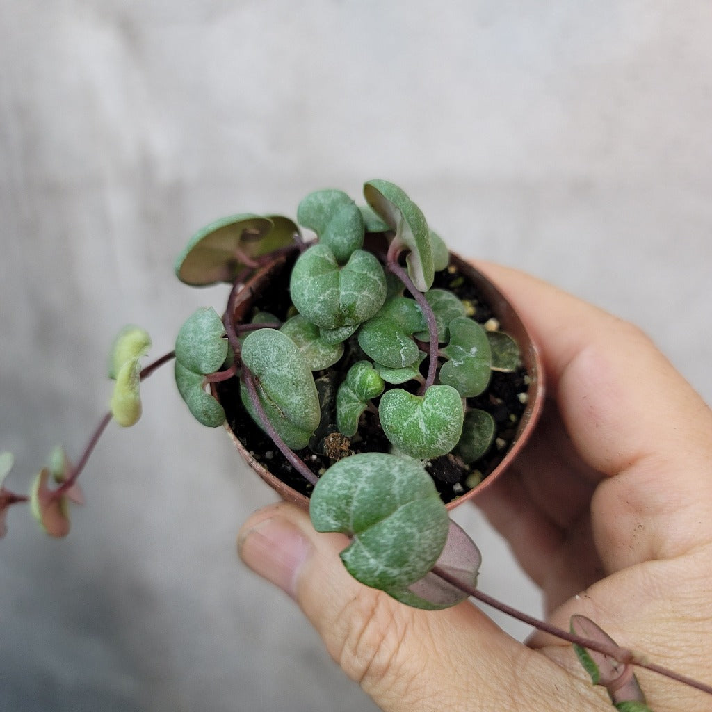 SMALL PLANTS - CEROPEGIA WOODII (STRING OF HEARTS) - 2"