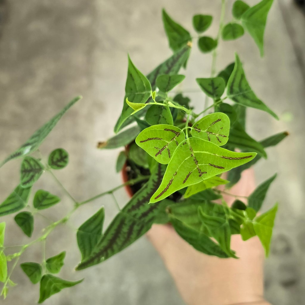 SMALL PLANTS - Christia Obcordata - 4"