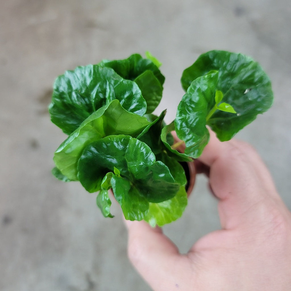 SMALL PLANTS - Coffee Plant - 2"