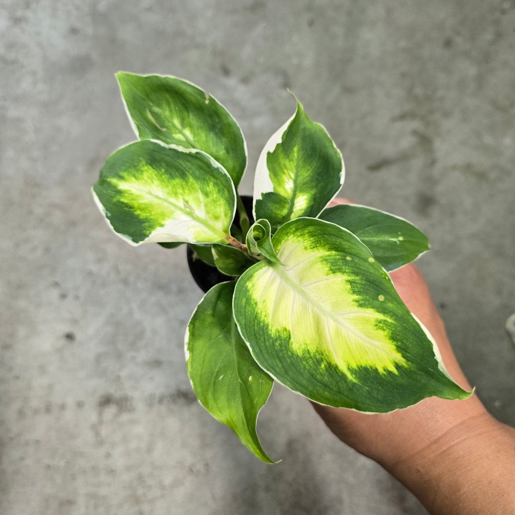SMALL PLANTS - Dieffenbachia Assorted - 2"