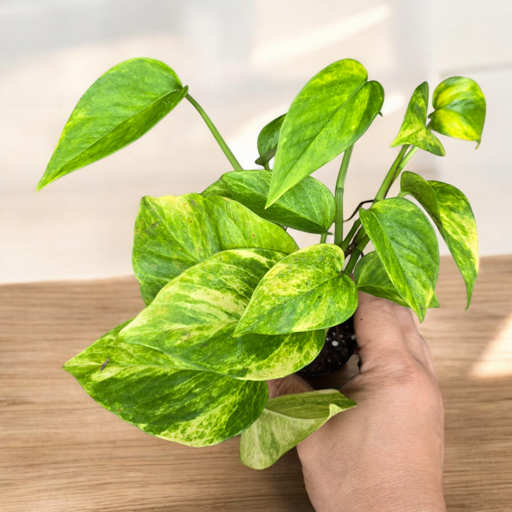 SMALL PLANTS - Epipremnum Sunshine Goddess - 2"