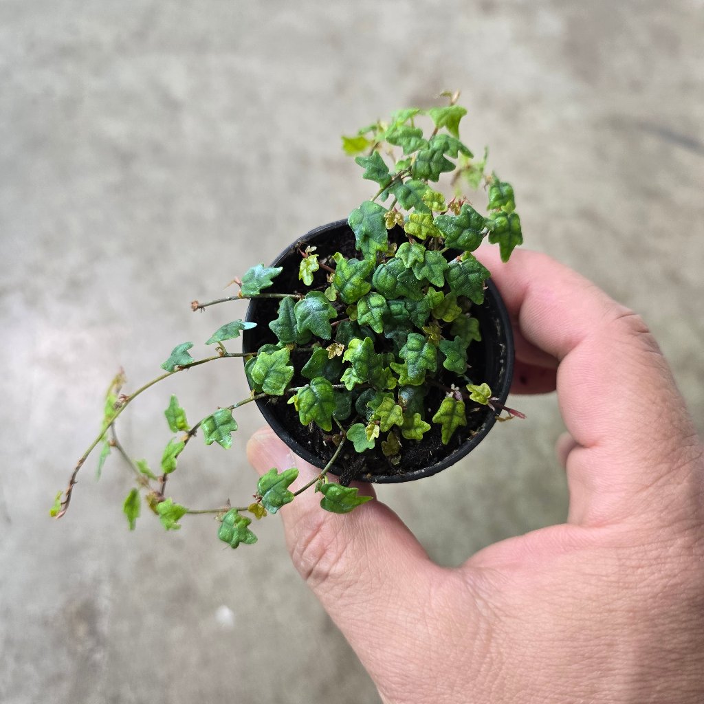 SMALL PLANTS - Ficus Pumila Var. Quercifolia - 2"