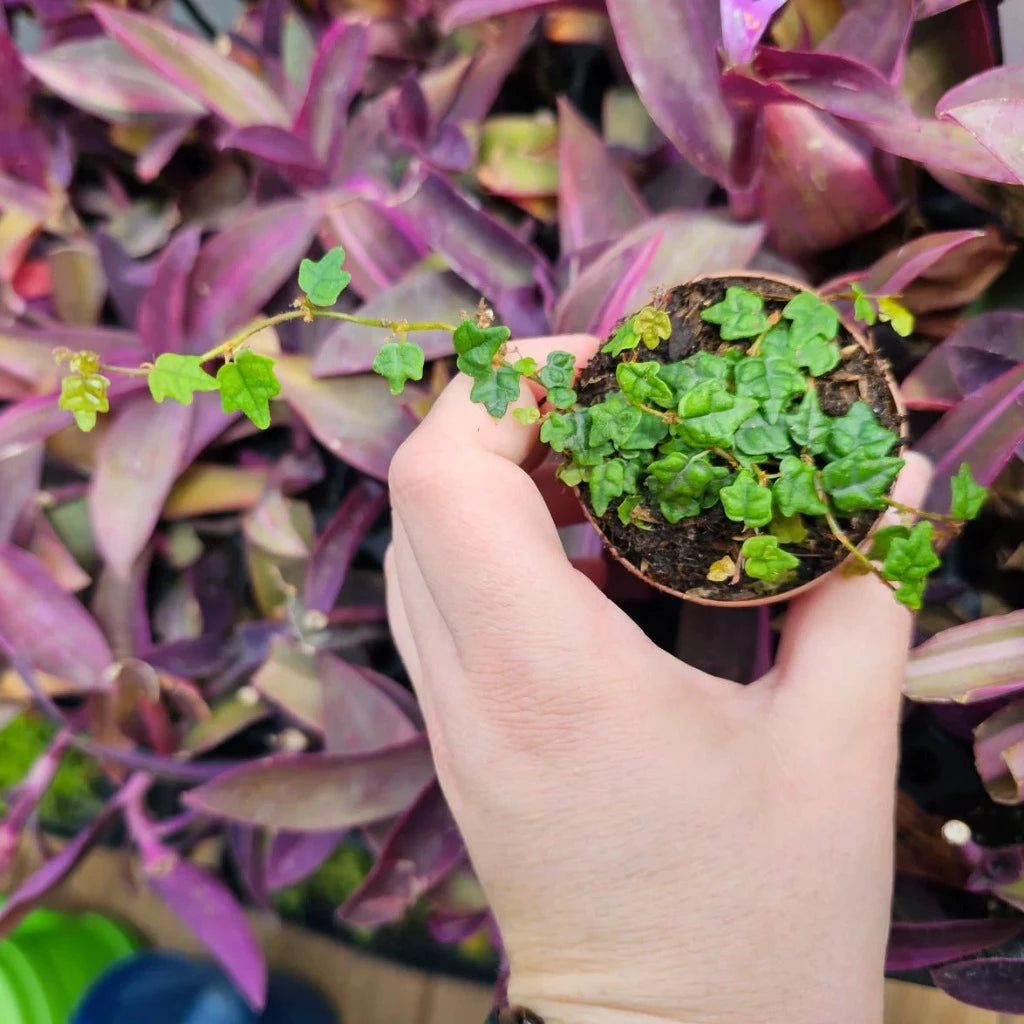 SMALL PLANTS - Ficus Pumila Var. Quercifolia - 2"