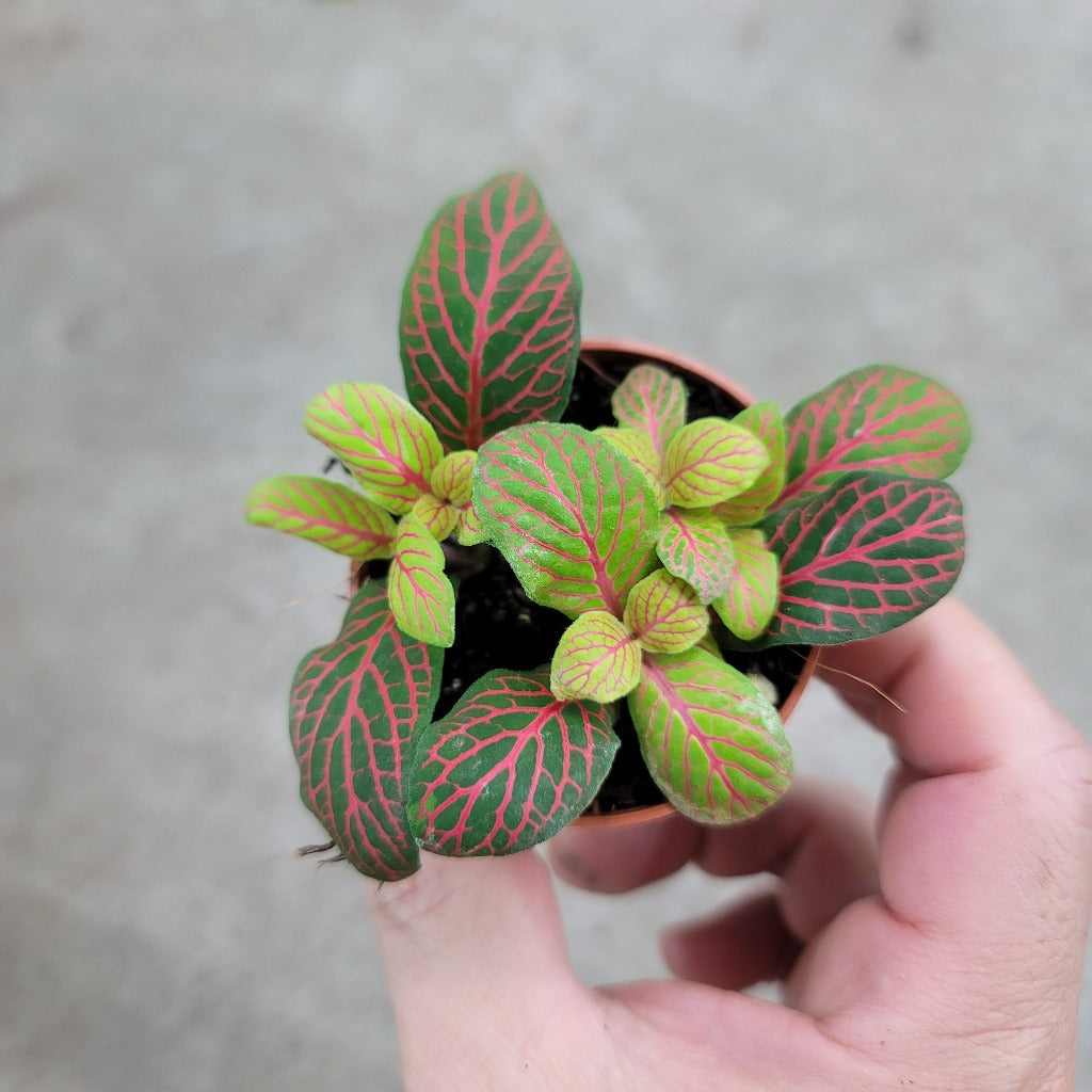 SMALL PLANTS - Fittonia Albivenis 'Skeleton' - 2"