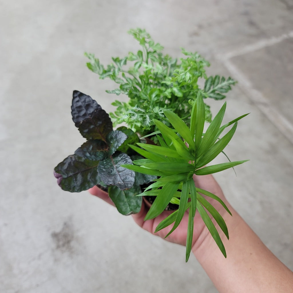 Foliage Assorted - 2"