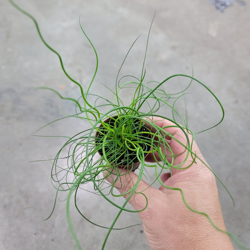 SMALL PLANTS - Juncus Effusus 'Spiralis' - 2"