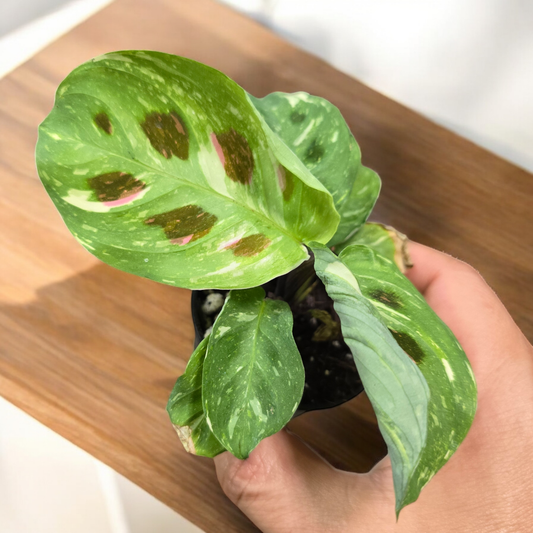 SMALL PLANTS - Maranta Leuconeura Kerchoveana Variegata - 2"