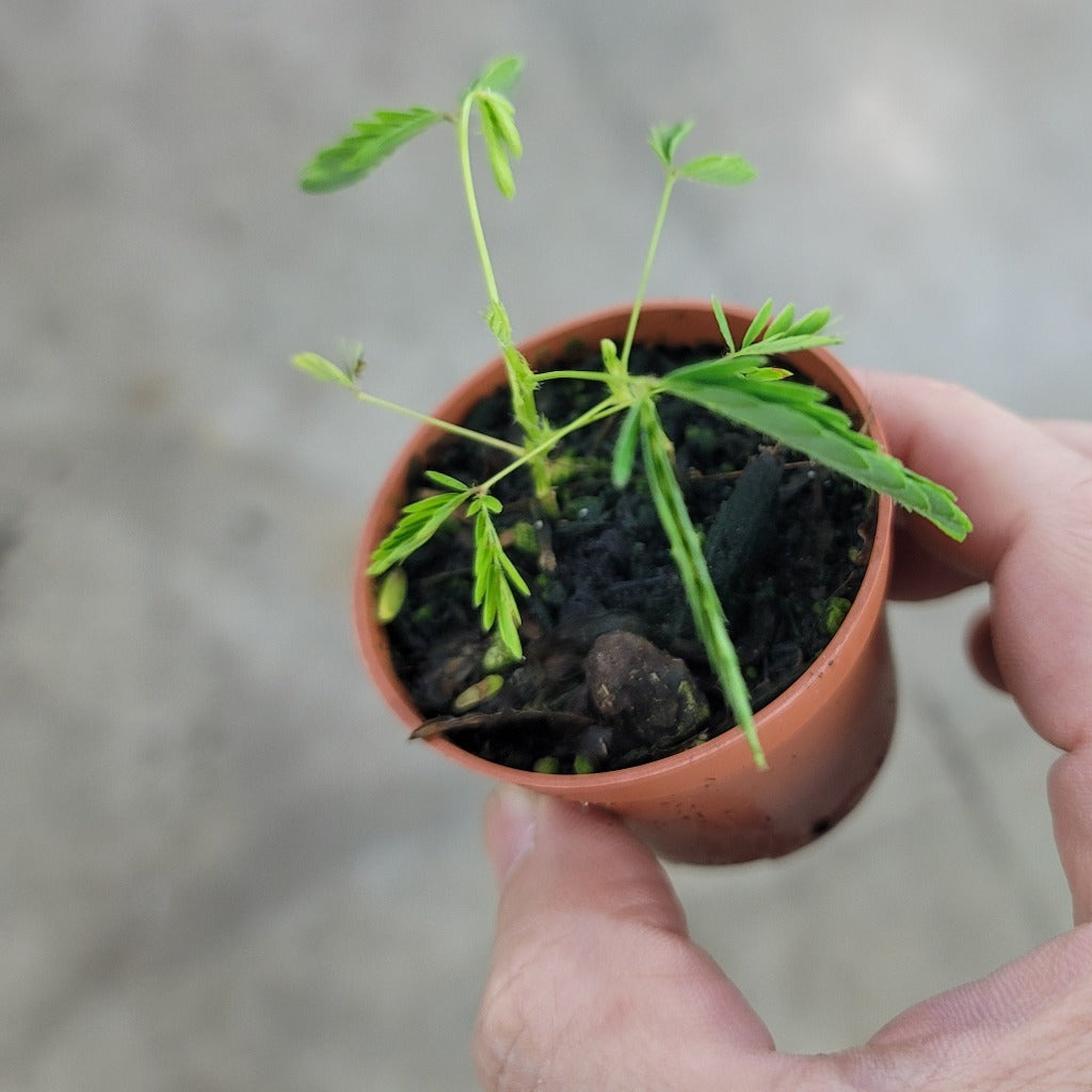 SMALL PLANTS - Mimosa Pudica - 2"