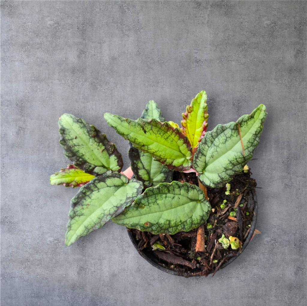 SMALL PLANTS - Pellionia Repens - 2"