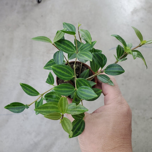 SMALL PLANTS - Peperomia Angulata - 2"