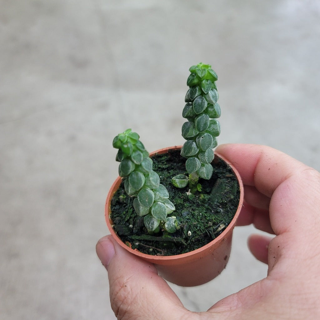 SMALL PLANTS - Peperomia Columella - 2"