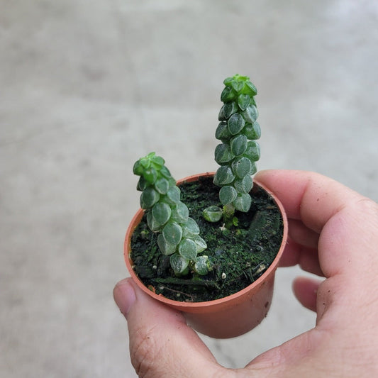 SMALL PLANTS - Peperomia Columella - 2"