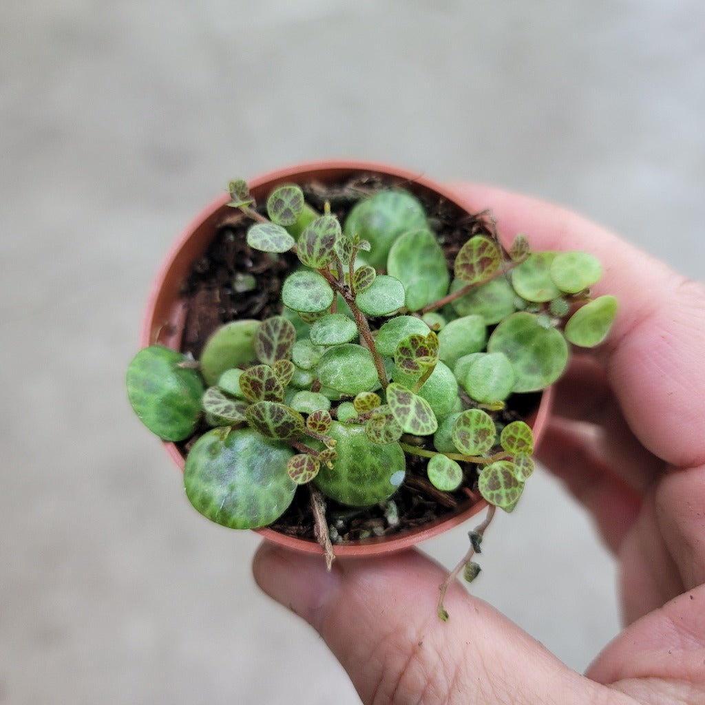 SMALL PLANTS - Peperomia Prostrata - 2"