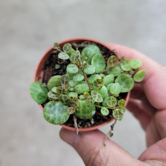 SMALL PLANTS - Peperomia Prostrata - 2"