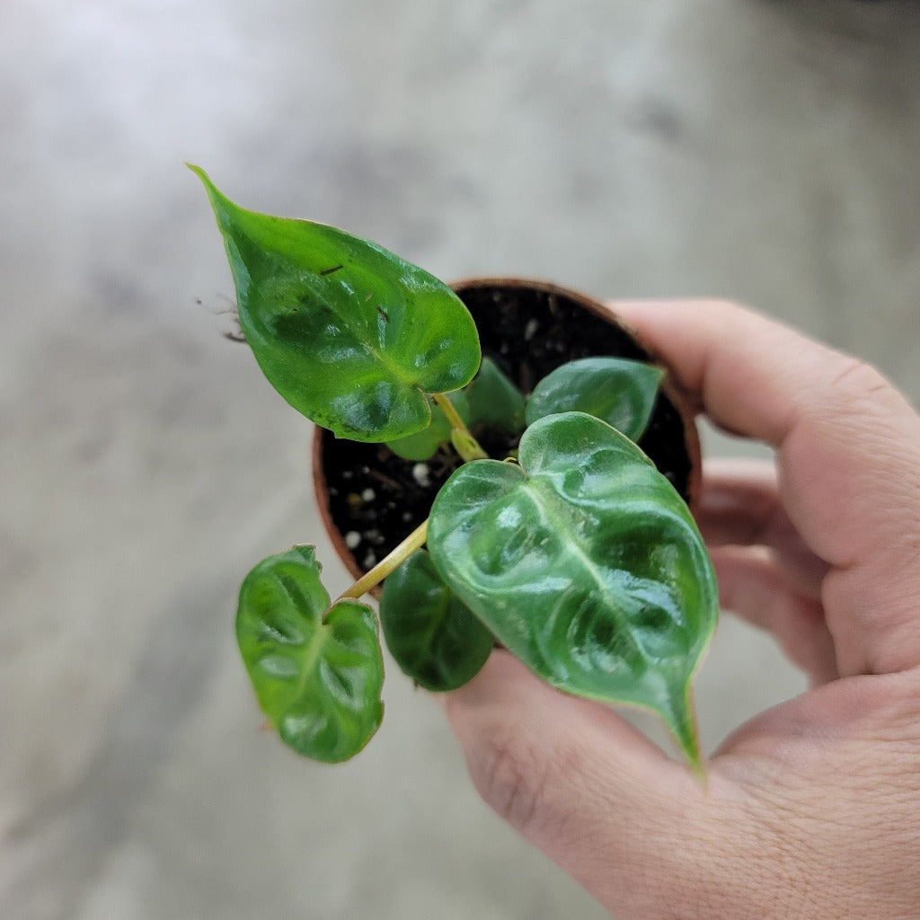 SMALL PLANTS - Philodendron Billietiae - 2"