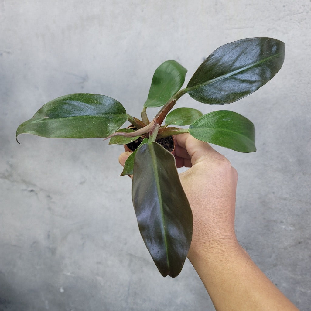 SMALL PLANTS - PHILODENDRON BLACK CARDINAL - 2.5"