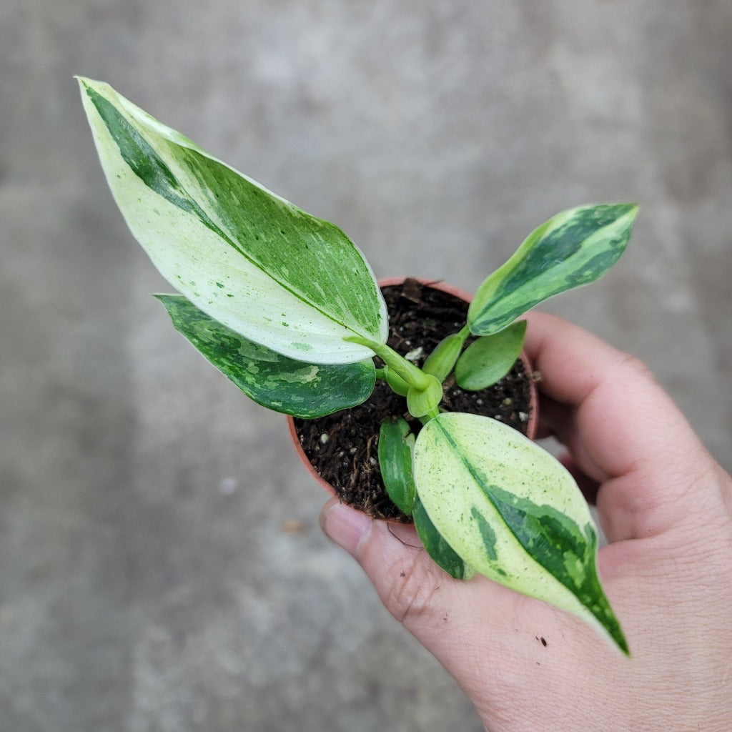 SMALL PLANTS - Philodendron Jose Buono - 2"