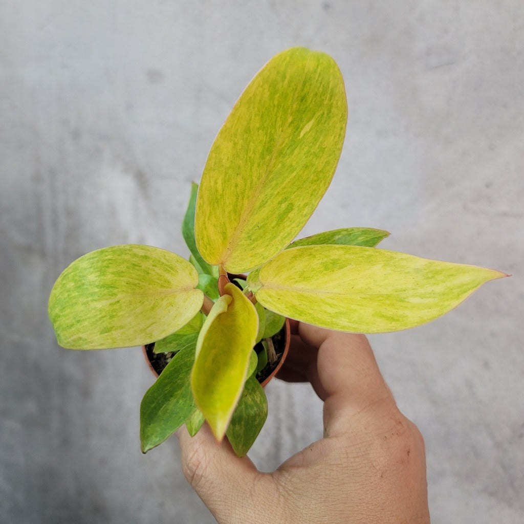 SMALL PLANTS - PHILODENDRON PAINTED LADY - 2"