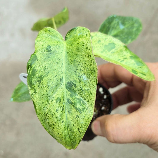 SMALL PLANTS - Philodendron Paraiso Verde - 2"