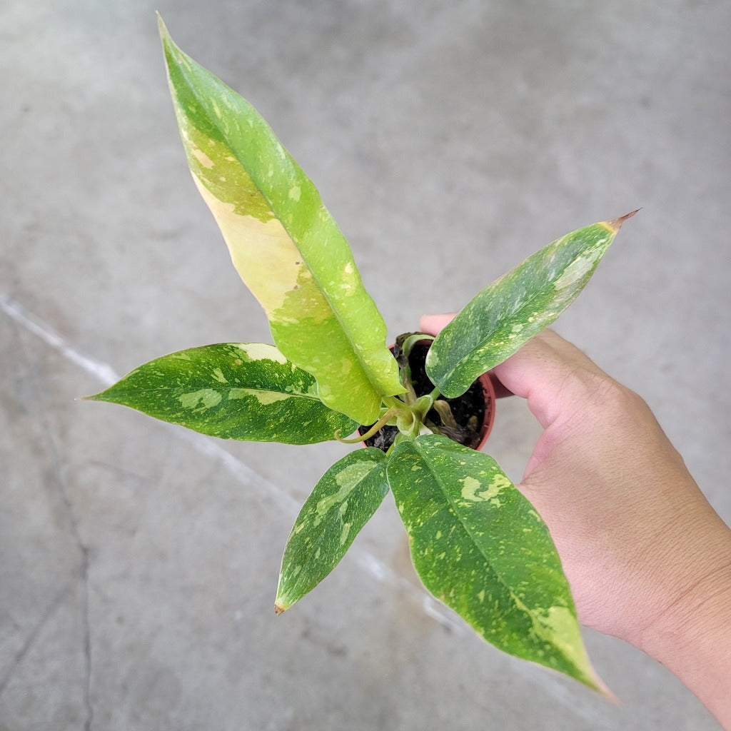SMALL PLANTS - Philodendron Ring Of Fire - 2"
