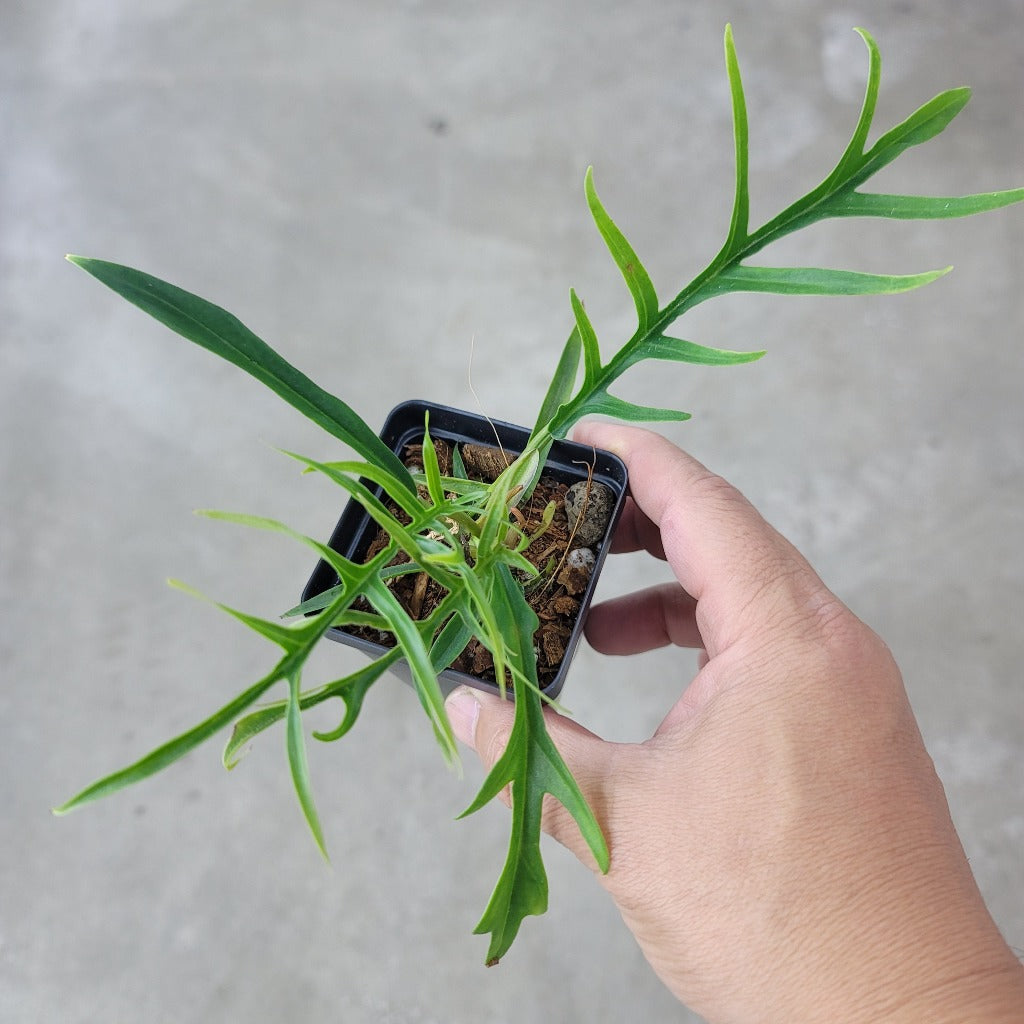 SMALL PLANTS - PHILODENDRON TORTUM - 2.5" (PROMO)