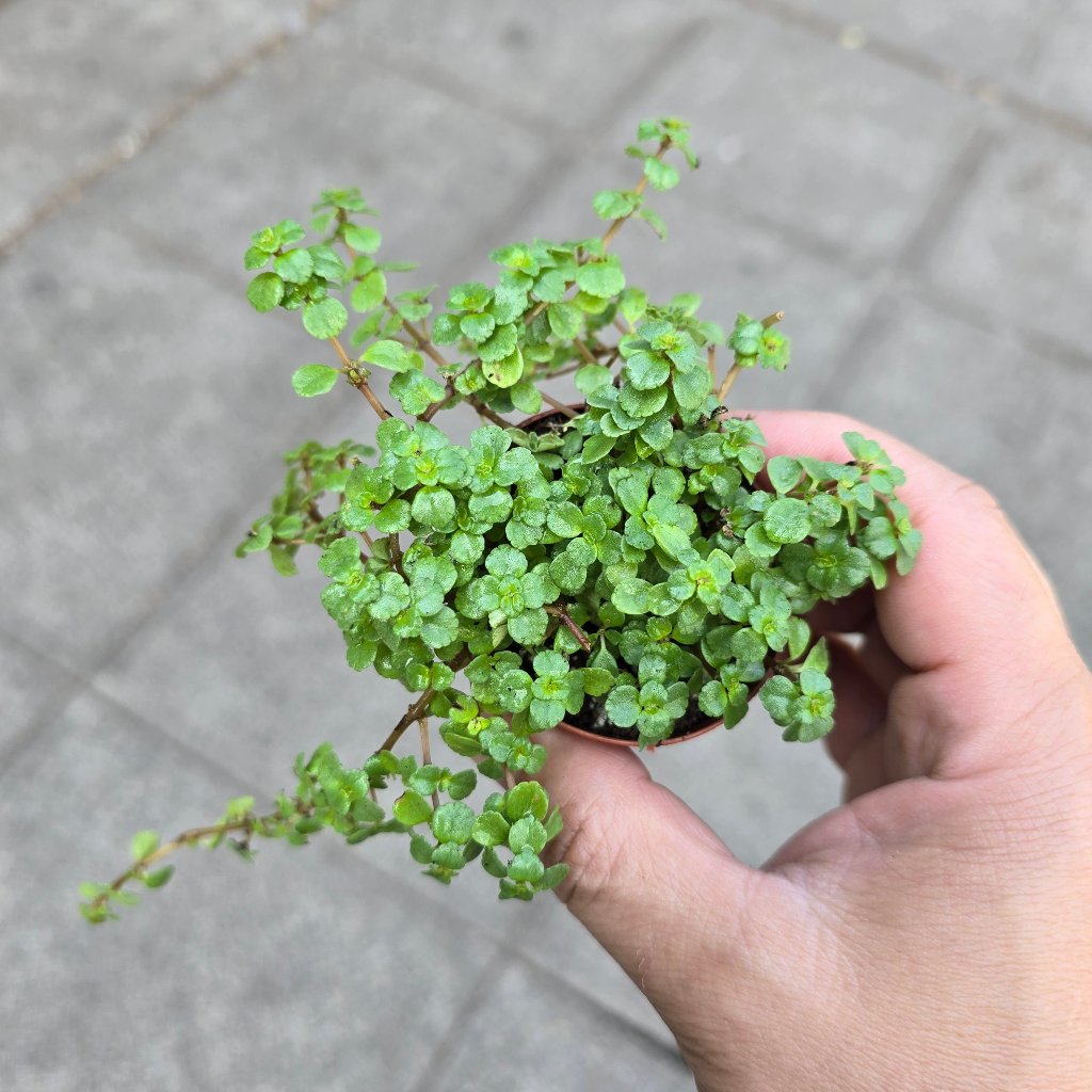 SMALL PLANTS - Pilea Depressa 'Tiny Tears' - 2"