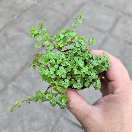 SMALL PLANTS - Pilea Depressa 'Tiny Tears' - 2"