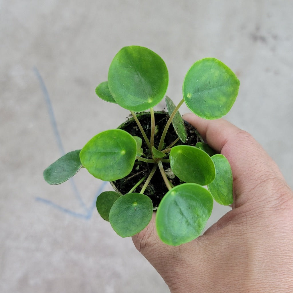 SMALL PLANTS - Pilea Peperomioides - 2"