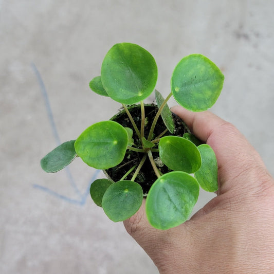 SMALL PLANTS - Pilea Peperomioides - 2"