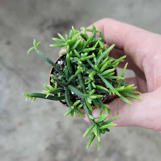 SMALL PLANTS - Rhipsalis Assorted - 2"