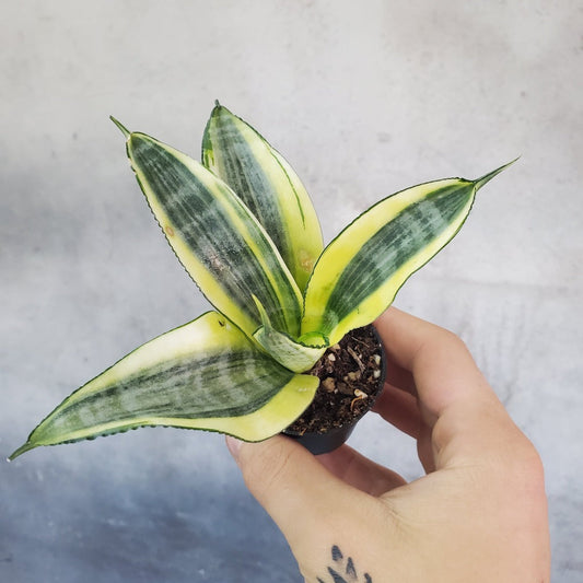 Sansevieria - Bundle & Save