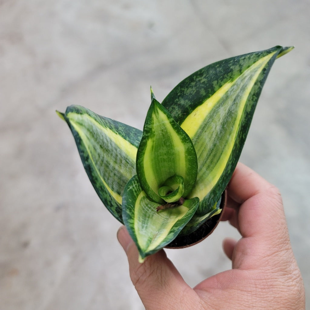 SMALL PLANTS - SANSEVIERIA ASSORTED - 2"