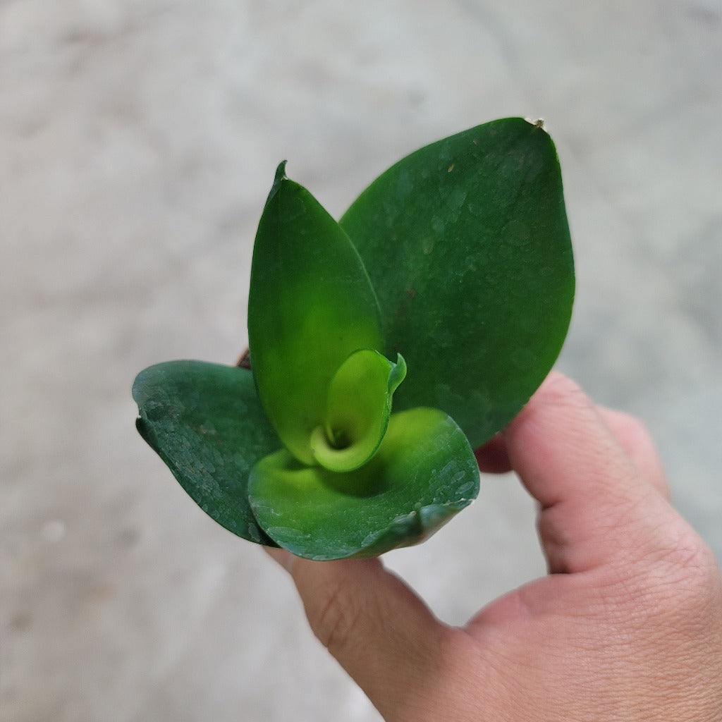 SMALL PLANTS - SANSEVIERIA ASSORTED - 2"