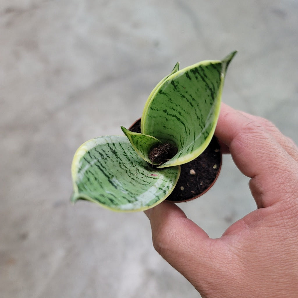 SMALL PLANTS - SANSEVIERIA ASSORTED - 2"