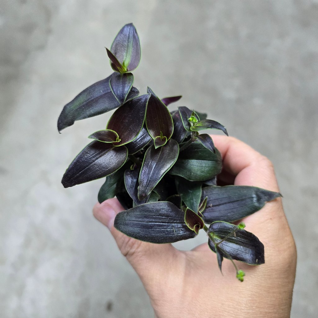 SMALL PLANTS - Tradescantia 'Jose Puig' - 2"