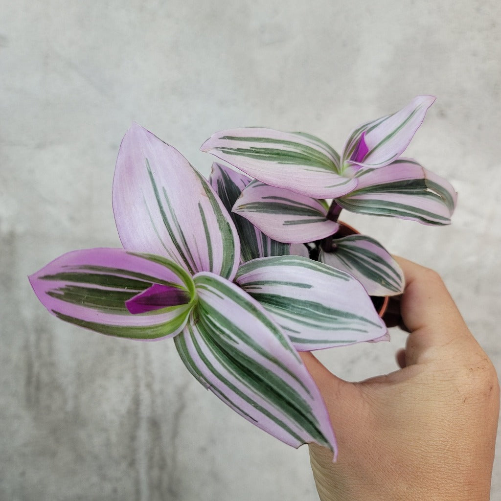 SMALL PLANTS - TRADESCANTIA NANOUK - 2"