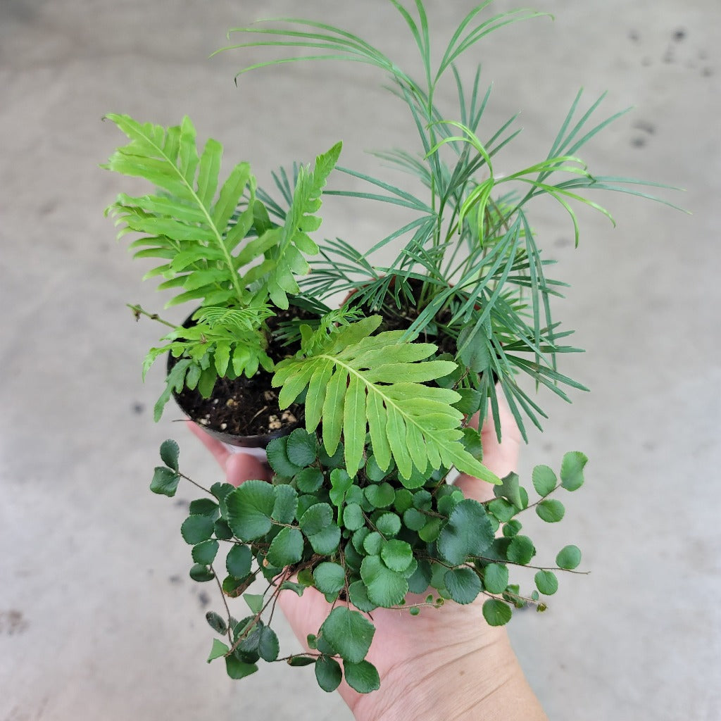 SMALL PLANTS - Tropical Ferns Assorted - 2"