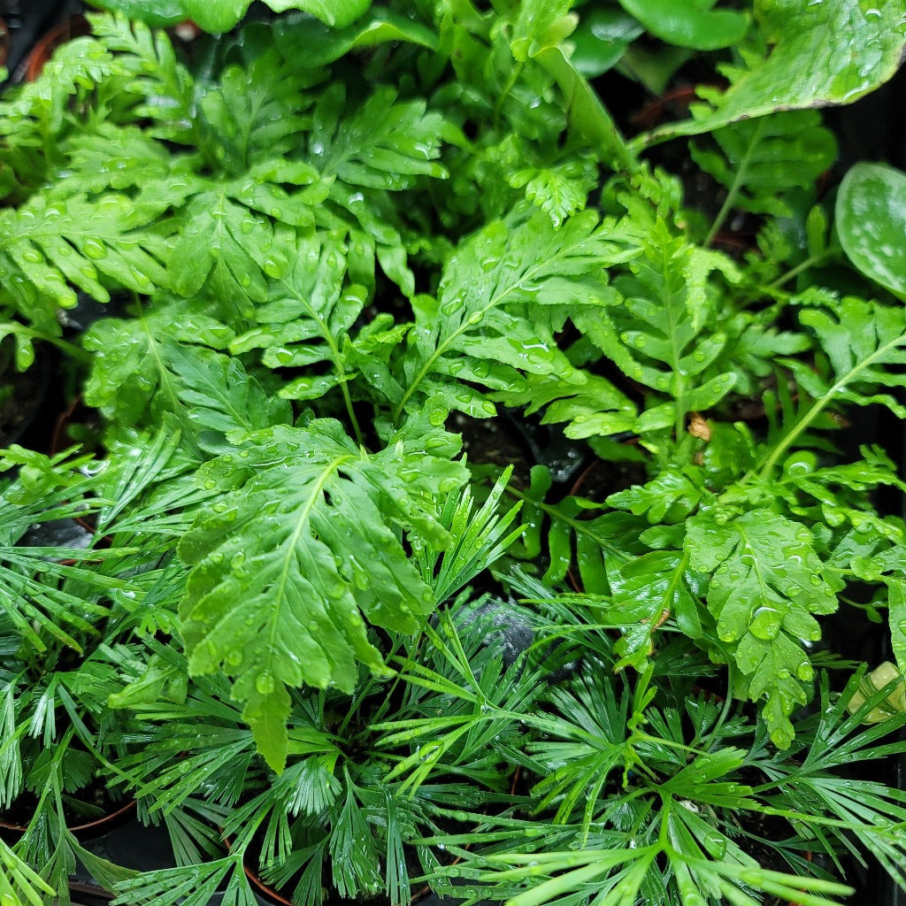 SMALL PLANTS - TROPICAL FERNS ASST - 2"