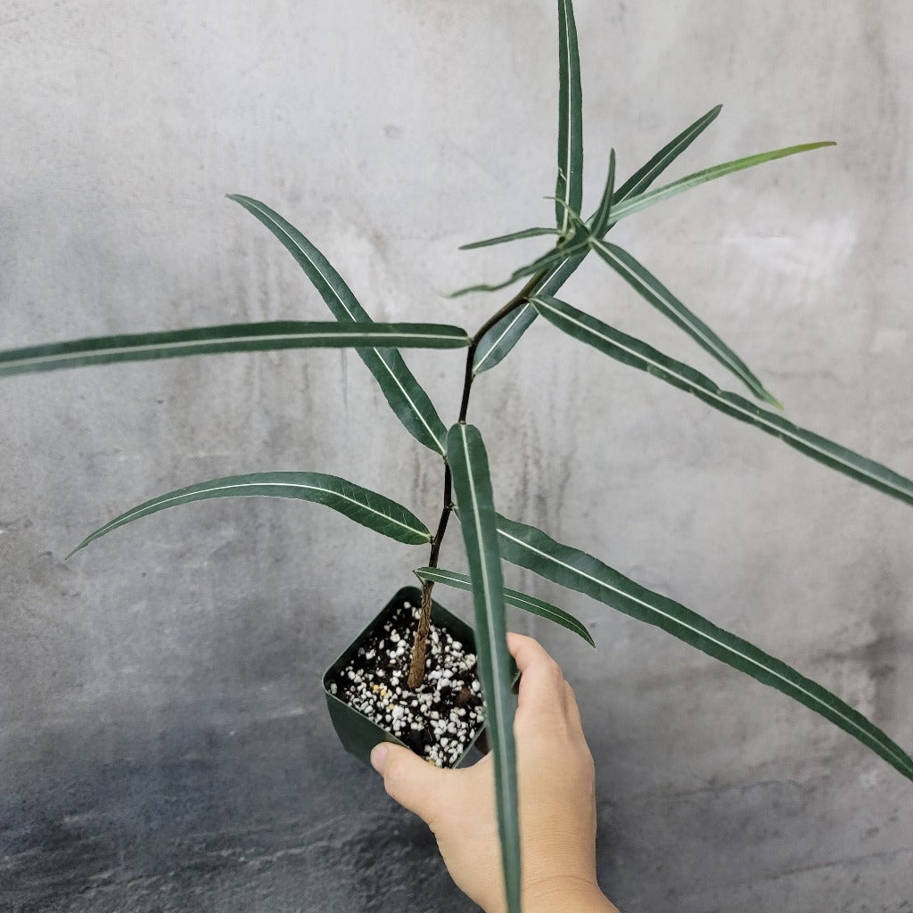 SUCCULENTS & CACTUS - Brachychiton Rupestris- 4"