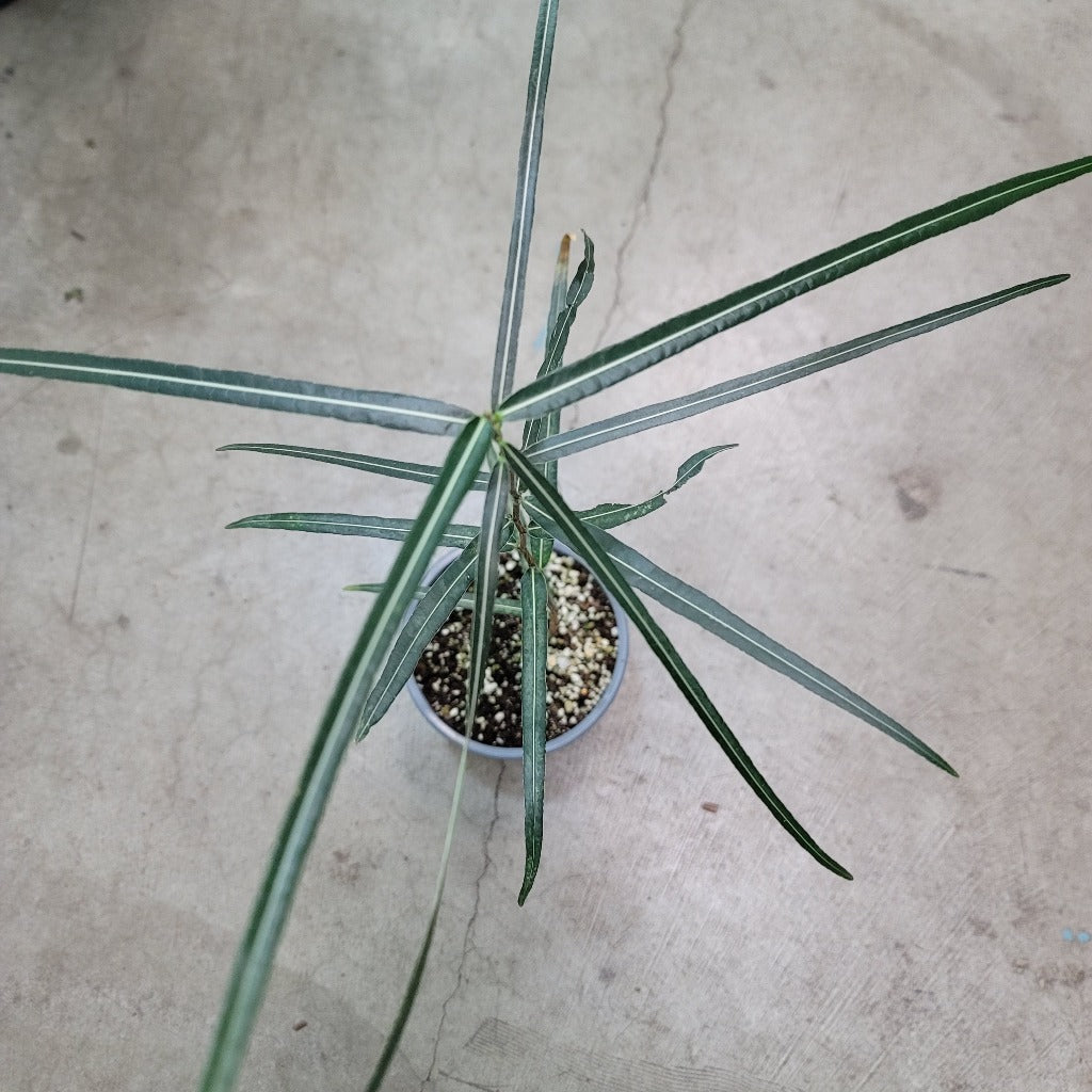 SUCCULENTS & CACTUS - Brachychiton Rupestris- 6"